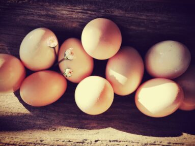 Frische Eier vom Biohof Gaßner