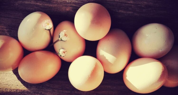 Frische Eier vom Biohof Gaßner
